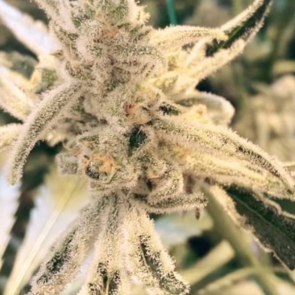Masterpiece Inhouse Genetics cannabisfrø