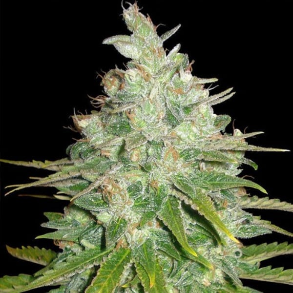 Skunkfrø Black Domina Auto cannabisfrø Sagarmatha Seeds