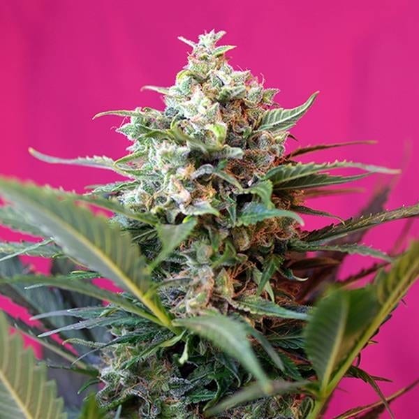 Skunkfrø udendørs Big Devil XL Auto cannabisfrø Sweet Seeds