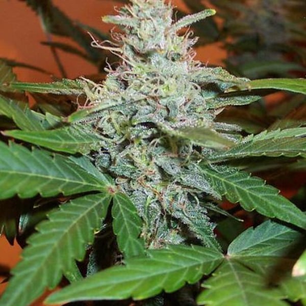 Lowryder #2 BC Bud Depot cannabisfrø