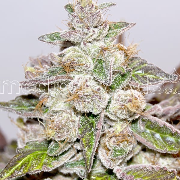 Medicinske cannabisfrø mendocino purple kush