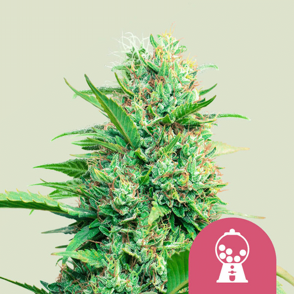 Pink Runtz Royal Queen Seeds skunkfrø