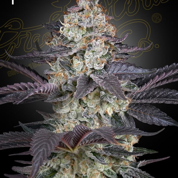 Ztrawberry Green House Seeds cannabisfrø