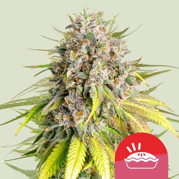 Punch Pie Tyson 2.0 cannabisfrø
