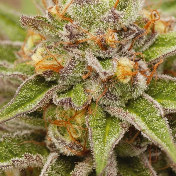 Pure Gelato Vision Seeds cannabisfrø