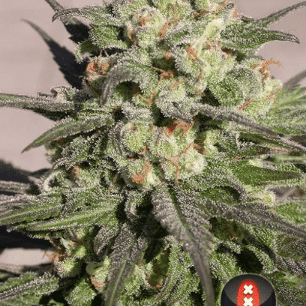 Cannabisfrø Warlock Serious Seeds