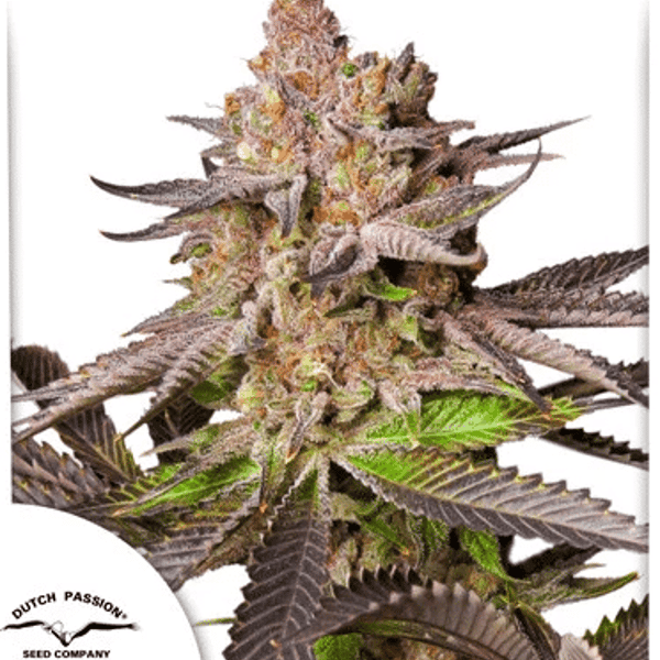 Melonade Runtz Dutch Passion cannabisfrø