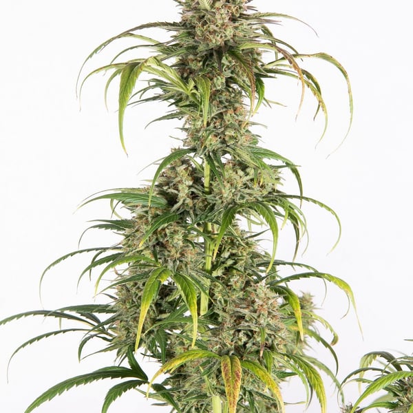 Auto cannabisfrø Amnesia OG Auto CPHseeds