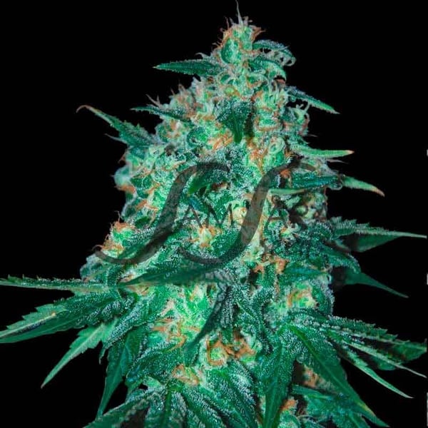 Jekyll Passion Samsåra Seeds cannabis seeds