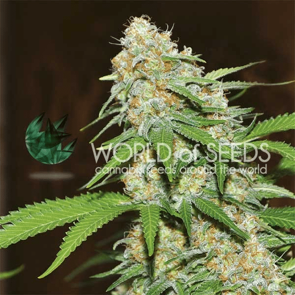Mazar x White Rhino World of Seeds cannabisfrø