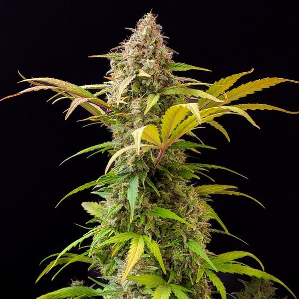 Lowryder IBL AutoFem Doctor's Choice cannabis frø