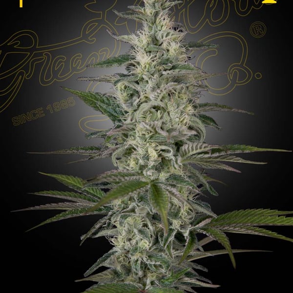 Hawaiian Snow Green House Seed Company cannabisfrø