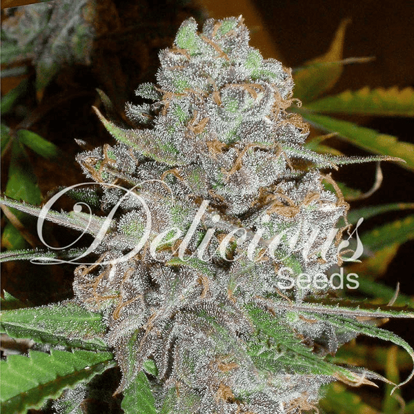 La Diva Delicious Seeds cannabisfrø