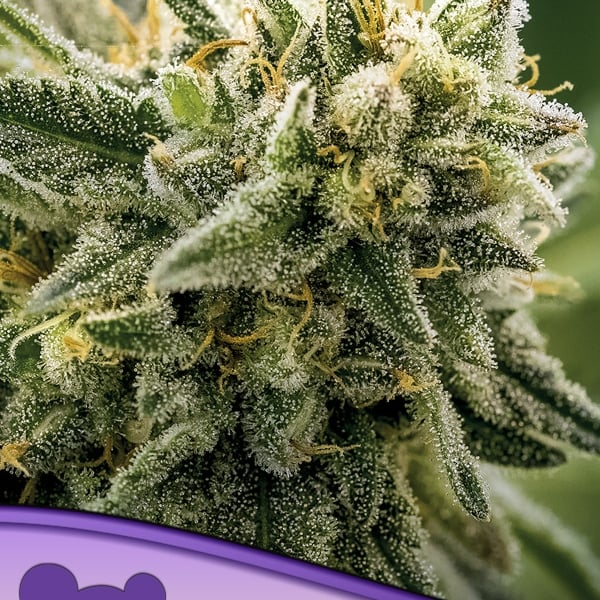 Chemdog Anesia Seeds cannabisfrø skunkfrø
