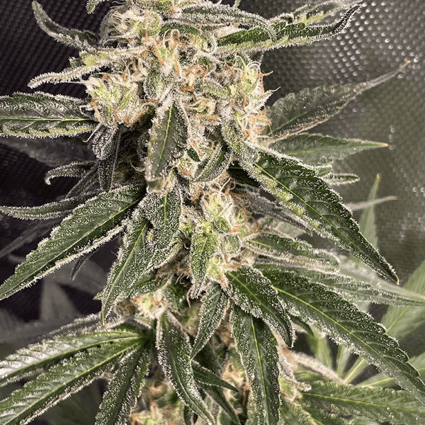 Auto Sweet Donkey Ministry of Cannabis cannabisfrø