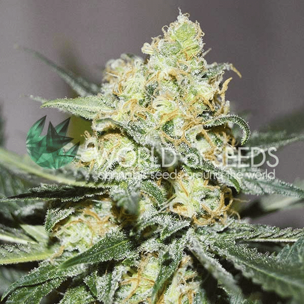 Afghan x Skunk World of Seeds cannabisfrø