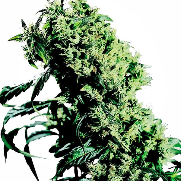 Cannabisfrø northern-lights-5-x-haze-feminised-xl