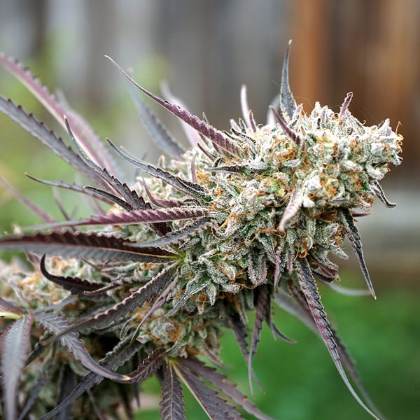 Ice Cream Cake Fast Flowering Humboldt Seed Organization cannabisfrø