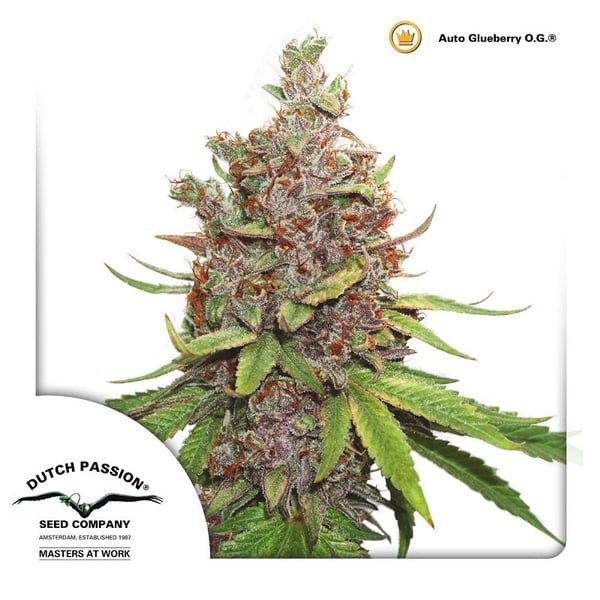 AutoGlueberry-OG-Dutch-Passion cannabisfrø