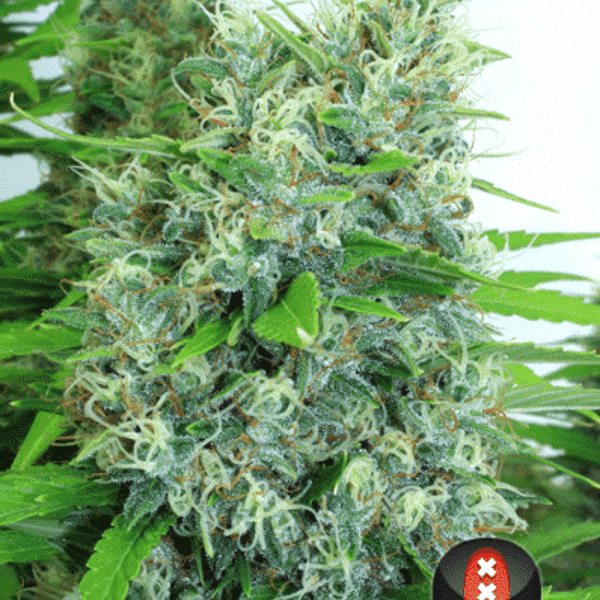 Cannabisfrø Kali Mist Serious Seeds