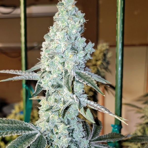 ZWEET OG R2 Ethos Genetics cannabis seeds