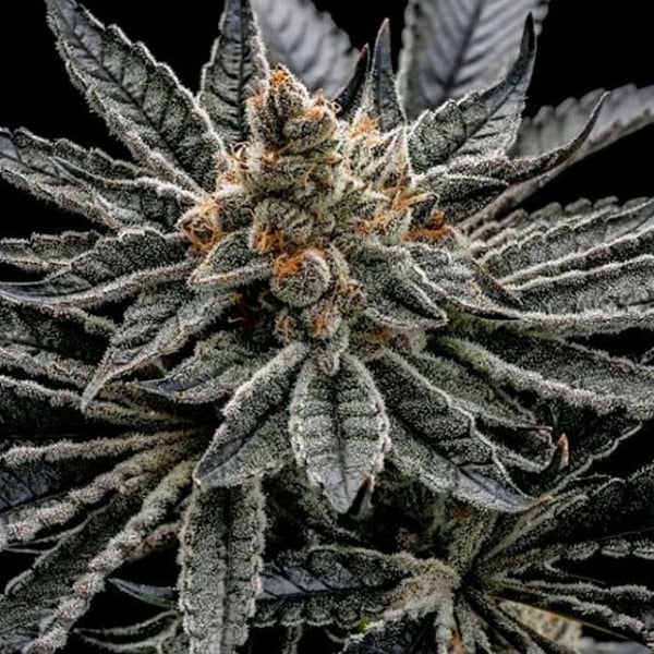 End Game R2 Ethos Genetics cannabis seeds
