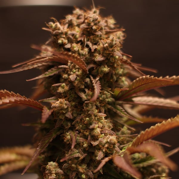 Purple Ryder Auto Doctor's Choice cannabisfrø