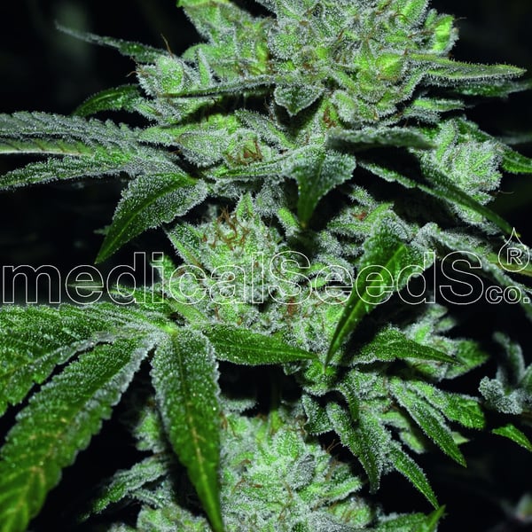 Medicinske cannabisfrø sour glue