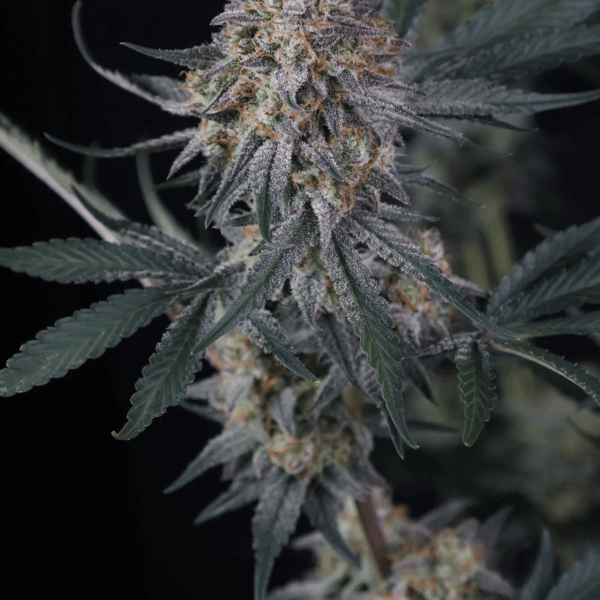 Lemon Tree Auto Fast Buds cannabis frø