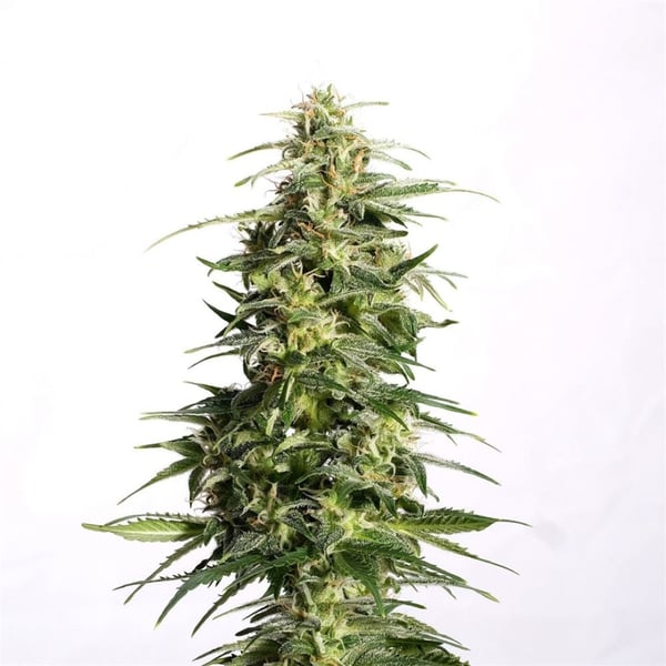 Nordland CBD Auto medicinske cannabisfrø