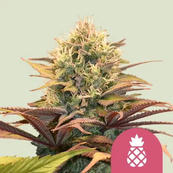 Pineapple Kush Royal Queen Cannabisfrø Skunkfrø