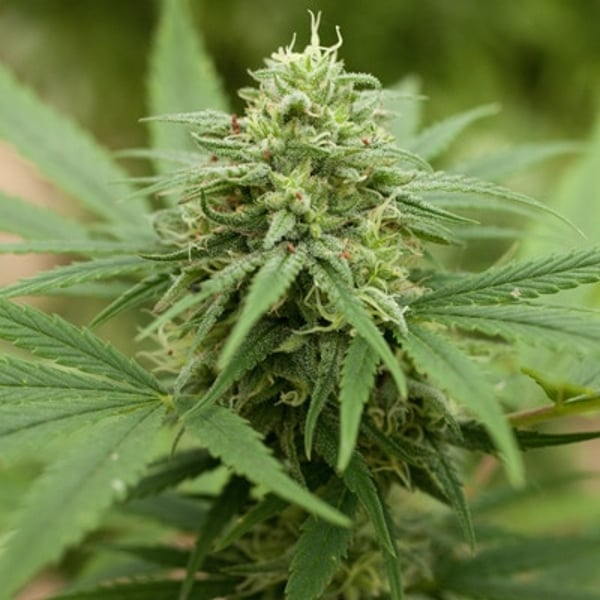 Pineapple Express #2 G13 Labs skunkfrø cannabisfrø