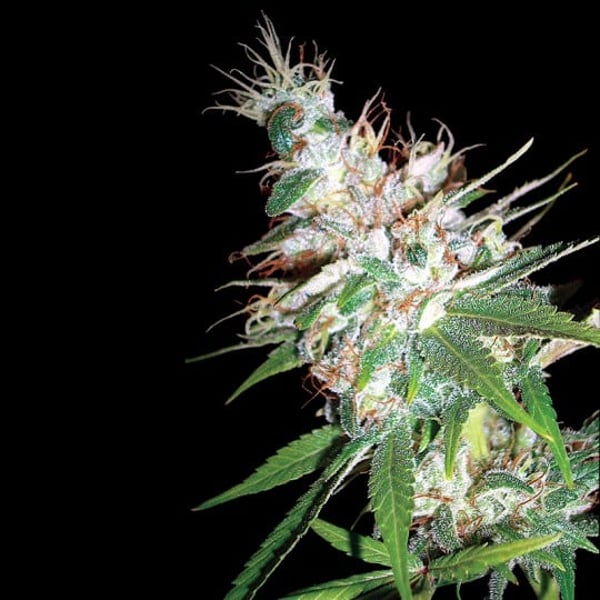 Cannabisfrø dna genetics la woma