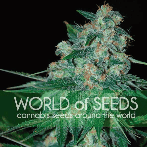 Ketama World of Seeds cannabisfrø