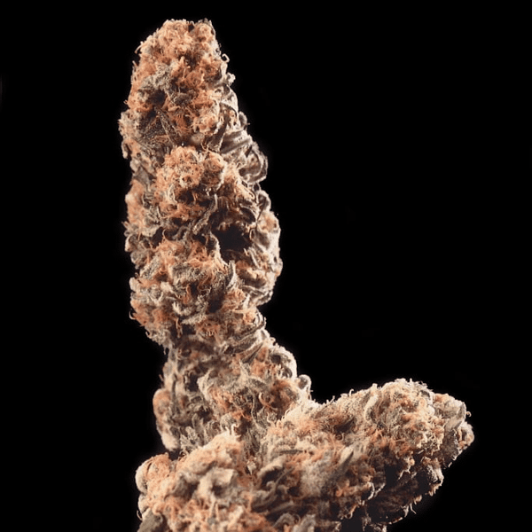 Afghani Special Regular K.C. Brains Seeds cannabisfrø