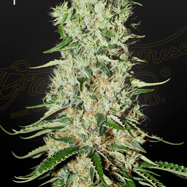 Damnesia Strain Hunters Seed Bank cannabisfrø