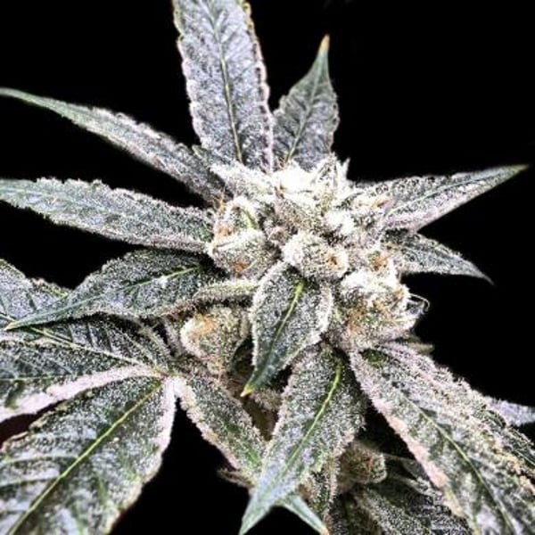Cannabisfrø DNA Genetics Golden Berry