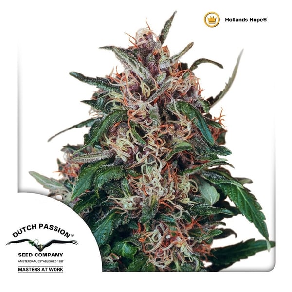 udendørs-cannabisfrø-Hollands-Hope