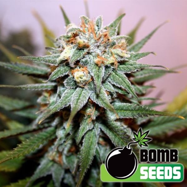 Hash-Bomb cannabisfrø