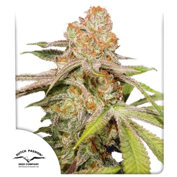 Auto MAC #1 Dutch Passion cannabisfrø