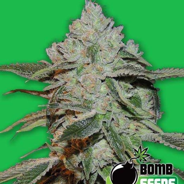Atomic Bomb Seeds cannabisfrø