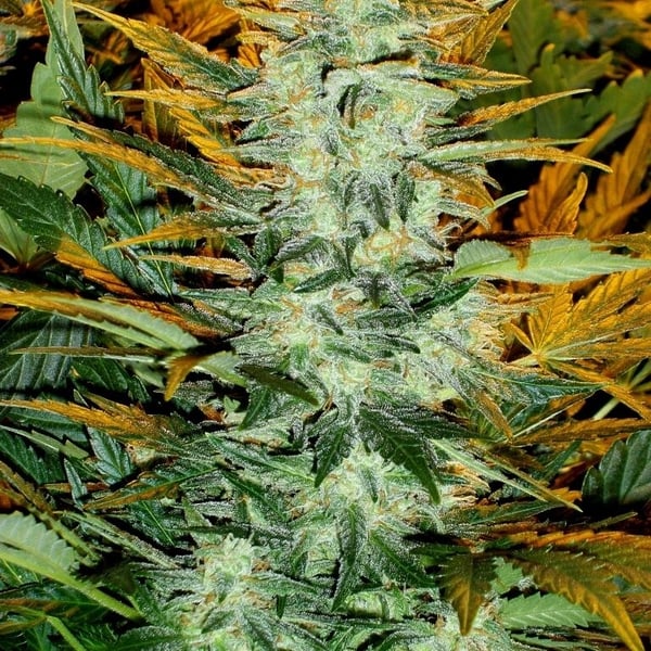 Lowryder cannabisfrø skunkfrø Nordland Seeds