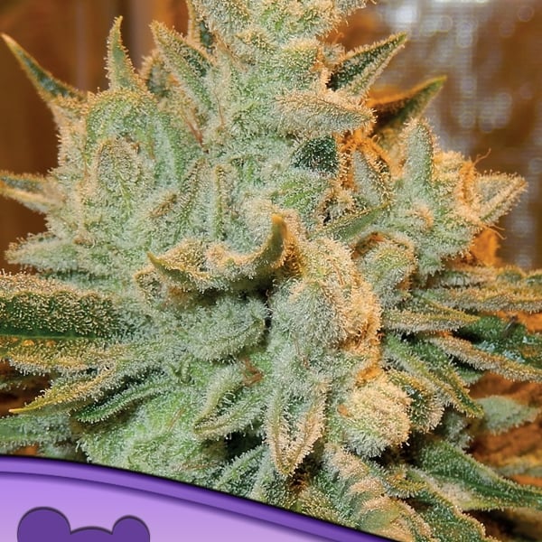 Auto Betty Anesia Seeds skunkfrø cannabisfrø