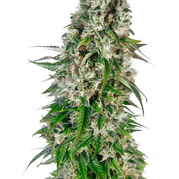 Cannabisfrø Sensi Seeds Big Bud Automatic