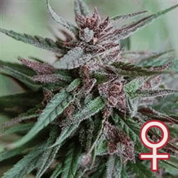 Bahia Black Head K.C. Brains Seeds cannabisfrø