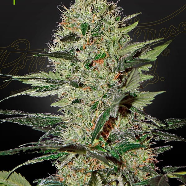 Exodus Cheese Auto Greenhouse Seed Company cannabisfrø