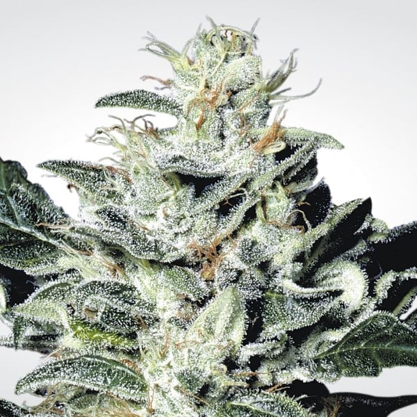 Skunkfrø Sensi Star Cannabisfrø Paradise Seeds