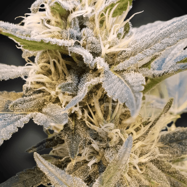CBDelight Paradise Seeds