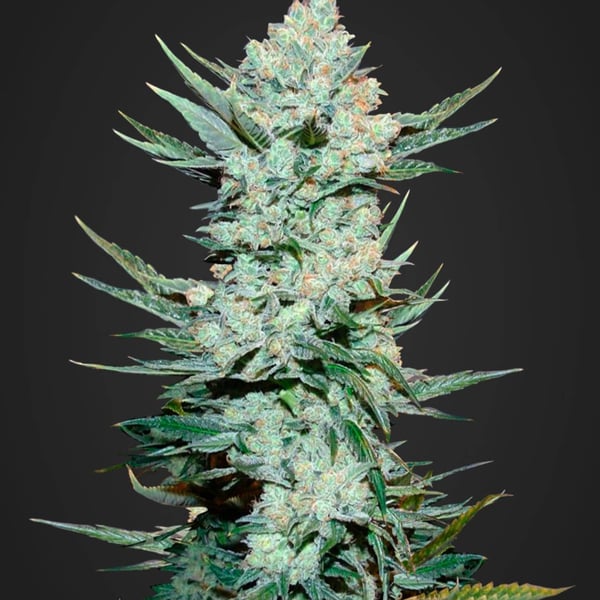 Auto Cannabisfrø Tangie Matic Fast Buds