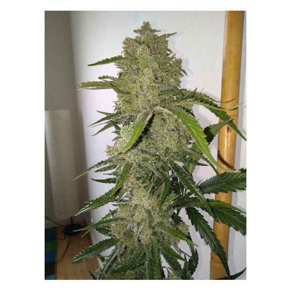 White Cookies Auto